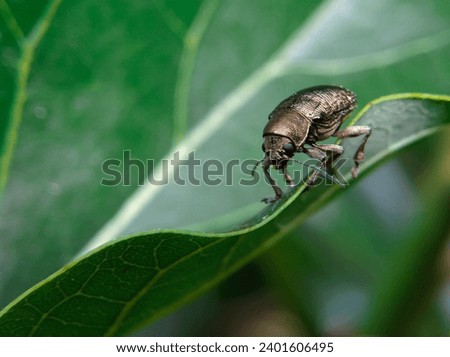 Weevils or Curculionidae have hard skin shells