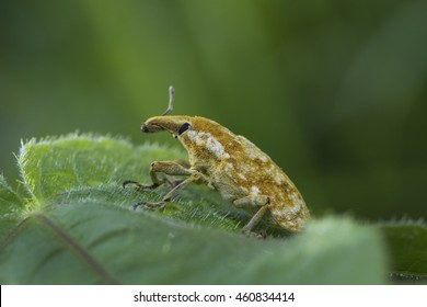 Weevils (Snout Beetles; Bark Beetles)