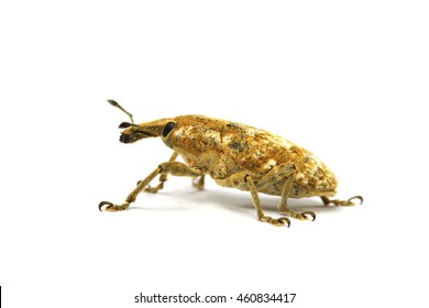 Weevils (Snout Beetles; Bark Beetles)