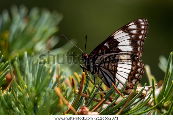 Weidemeyer\'s Admiral Butterfly, butterfly,\
Limenitis weidemeyerii, Nymphalinae, Lepidoptera.\
