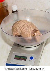 Weighting A Baby Southern Three-banded Armadillo In A Zoo