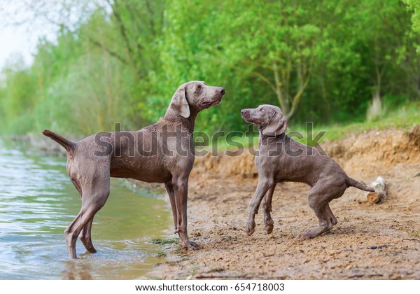 Weimaraner Adult Dog Puppy Playing Lakeside Stock Photo Edit Now