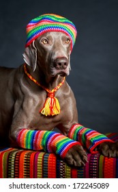 Weimaraner Dog