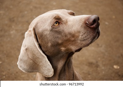 Weimaraner Dog