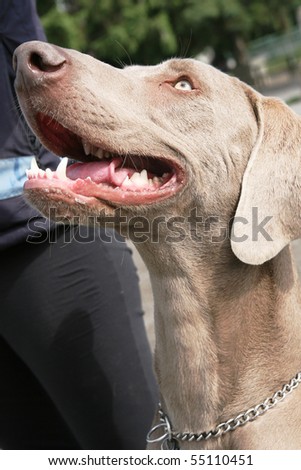 Similar – Two dogs poking their heads out the window of a car.