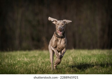 Weimaraner dog in action in park