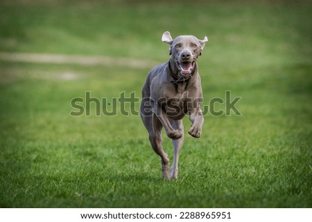 Similar – hunt Dog Hunting Hound