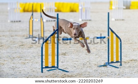 Similar – Image, Stock Photo Funny Weimaraner dog on black background