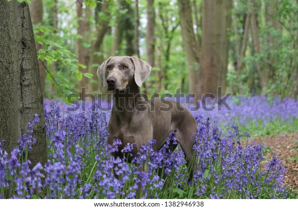 gun dog bells