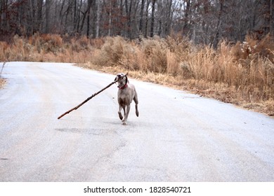 Weimaraner Dog Carrying Big Stick