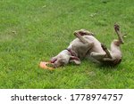 Weimaraner dog celebrates getting his toy by rolling around on his back in the sun.  Large goofy dog having fun with his orange toy in the soft green grass off leash.  