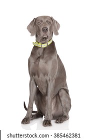 Weimaraner Dog In A Collar