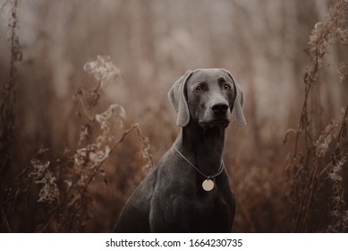 Weimaraner Dog In A Collar And Id Tag Posing Outdoors