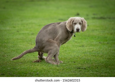 Weimaraner Dog Does Poo At Park