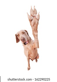 Weimaraner Dog Doing A High Five With Her Paw, Focus On Eyes, Isolated On White