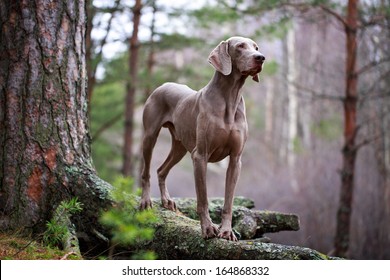 Weimaraner Dog And Dry Tree