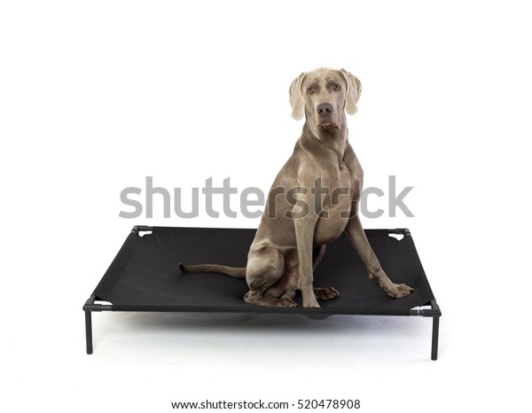 Weimaraner Dog Elevated Black Dog Bed Stock Photo 520478908 Shutterstock