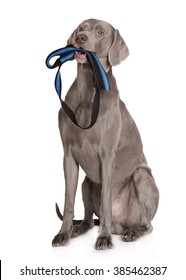 Weimaraner Dog Holding A Leash