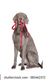 Weimaraner Dog Holding A Red Leash