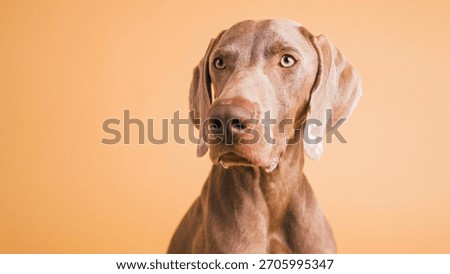 Weimaraner dog looking with focused expression against a plain background, focusing on pet care, loyalty, and companionship