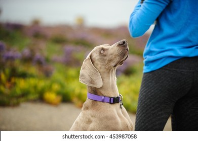 Weimaraner Dog Looking Up At Person With Fitness Clothes On