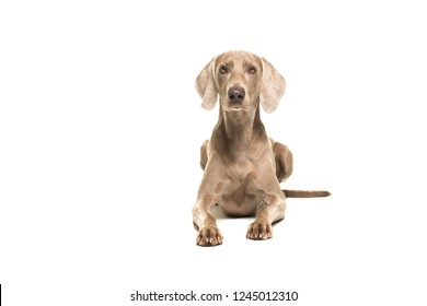 Weimaraner Dog Lying Down Looking At The Camera Seen From The Front Isolated On A White Background