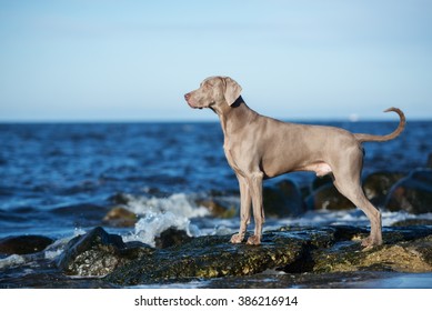 Weimaraner Dog On A Beach