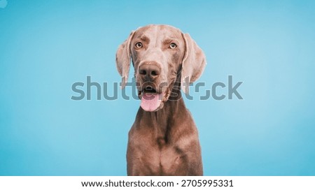 Weimaraner dog posing for a studio portrait, showing its distinctive gray coat and friendly expression on a light blue background