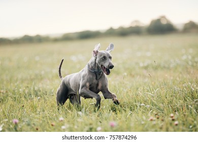 Weimaraner Dog Running In Field In Summer