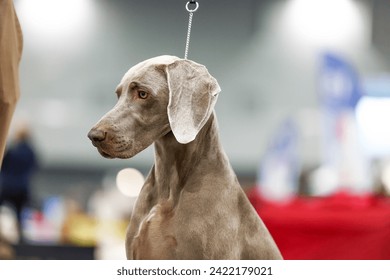 Weimaraner dog at dog show portrait of champion hunting breed