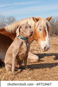 Weimaraner dog sitting next to his resting friend, a huge Belgian Draft horse
