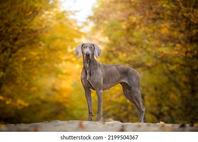 Weimaraner dog standing in the autumn forest