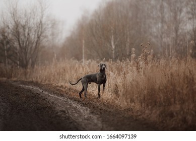 Weimaraner Dog Standing By The Muddy Country Side Road In Autumn