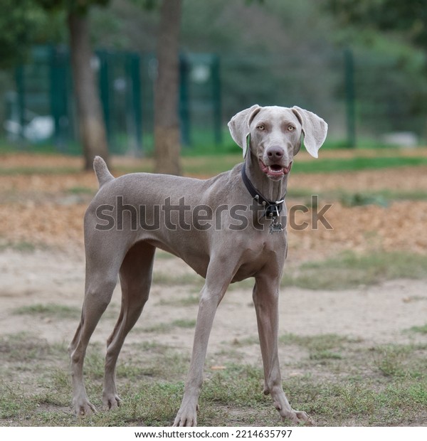 Weimaraner dog standing in an off leash\
dog park and looking at the camera with\
curiosity.