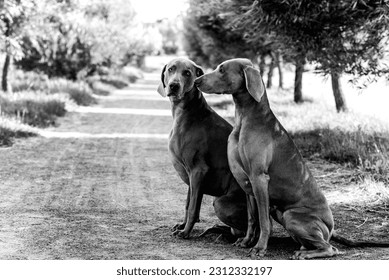 Weimaraner dog standing in water. beautiful two weimaraner dog anxiety and emotion in spring background hunting