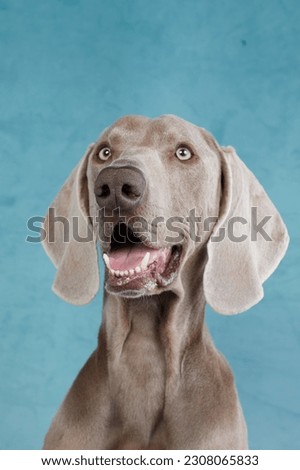 Similar – Image, Stock Photo Funny Weimaraner dog on black background