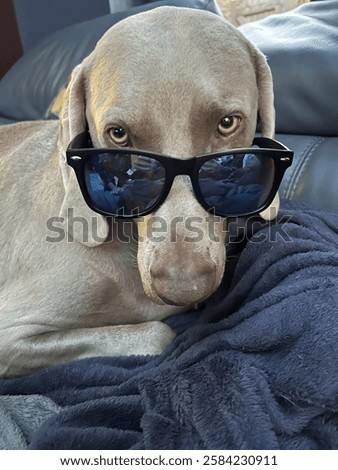 Similar – Image, Stock Photo Funny Weimaraner dog on black background