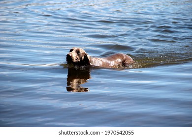 Weimaraner Dog Swimming Lake Water