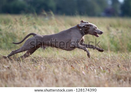 Similar – hunt Dog Hunting Hound