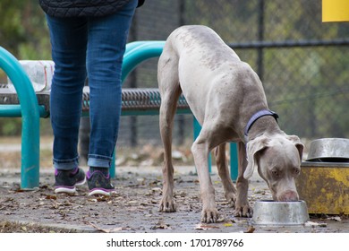Weimaraner Drinks From A Dirty Bowl At The Dog Park, With Owners Legs And Benches In Background.  Wet Ground Just After A Rain Shower, Leaves On Concrete.  Large Breed Dog Got Rained On Outside.