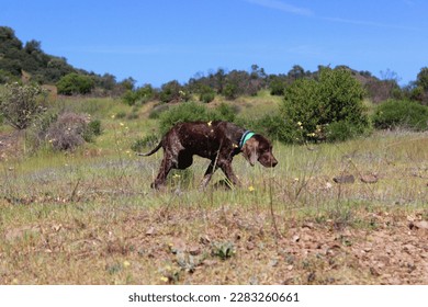 Weimaraner female puppy. Brown dog learning to hunt on the fields. The puppy is 3 months old, brown and with white dots. It is wearing a green collar. The background has grass. The animal is smelling - Shutterstock ID 2283260661