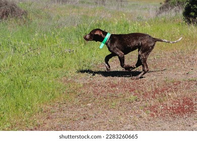 Weimaraner female puppy. Brown dog learning to hunt on the fields. The puppy is 3 months old, brown and with white dots. It is wearing a green collar. The background has grass. The animal is running - Shutterstock ID 2283260665