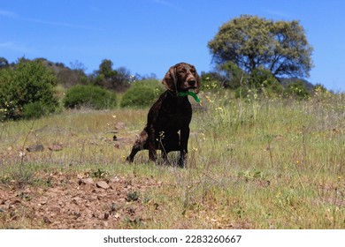Weimaraner female puppy. Brown dog peeing on the fields. The puppy is 3 months old, brown and with white dots. It is wearing a green collar. The background has grass and bushes and trees - Shutterstock ID 2283260667