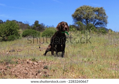 Weimaraner female puppy. Brown dog peeing on the fields. The puppy is 3 months old, brown and with white dots. It is wearing a green collar. The background has grass and bushes and trees