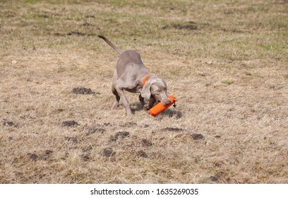 Weimaraner Gun Dog Training With Dummy