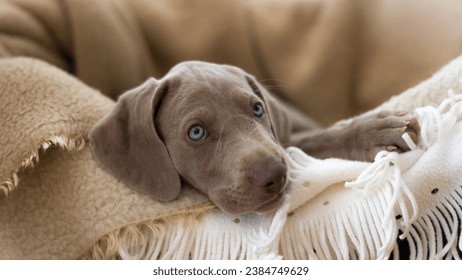Weimaraner Hunting Dog puppy looking straigt at the camera
