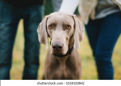 Weimaraner Looking in the Camera