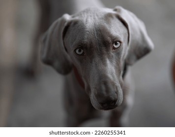 Weimaraner looking at the camera