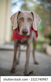 weimaraner looking in to camera blurry background