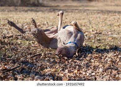 Weimaraner Makes Eye Contact As He Rolls Around In The Leaves, Being Silly And Playful.  Large Breed Dog Acting Silly, Playing In The Fallen Leaves.